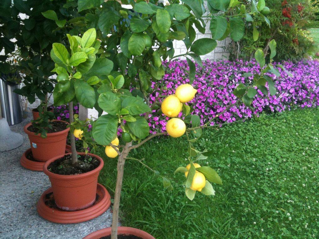 티날레 Torre Degli Ulivi B&B 외부 사진